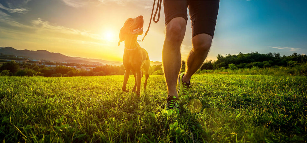 Pet-Friendly workouts - Exercises you can do with your dog